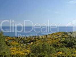 Landschaft mit Ginsterblüte im Frühling bei Arbatax am Capo Bellavista, Sardinien