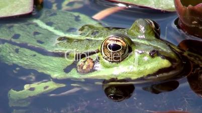 Wasserfrosch