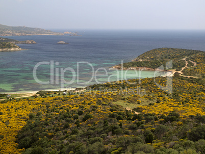 Costa del Sud, Süd-Sardinien mit gelben Ginster-Büschen