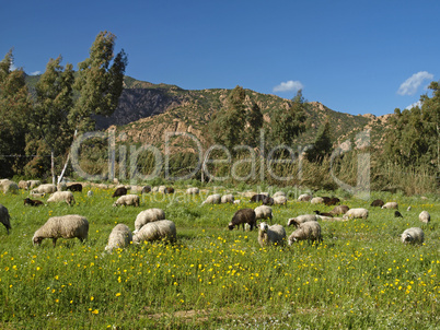 Schafherde bei San Priamo, im Südosten Sardiniens