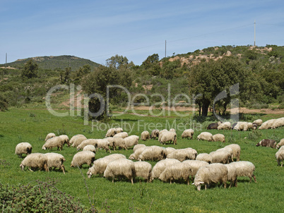 Schafherde bei Gennamari, Südwest-Sardinien