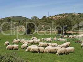Schafherde bei Gennamari, Südwest-Sardinien