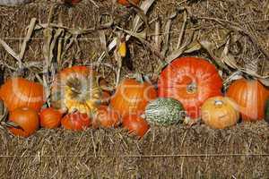 Zierkürbisse im Herbst - Pumpkins in autumn