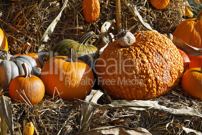 Zierkürbisse im Herbst - Pumpkins in autumn