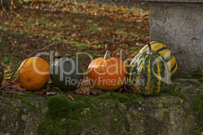 Zierkürbisse im Herbst - Pumpkins in autumn