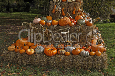 Zierkürbisse im Herbst - Pumpkins in autumn
