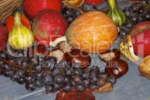 Herbstfrüchte, Cucurbita, Zierkürbis, Kastanien, Weintrauben, Äpfel - Autumn fruits, pumpkins, chestnuts, grapes, apples