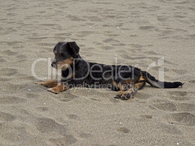 Junger Hund am Strand, San Priamo, Sardinien