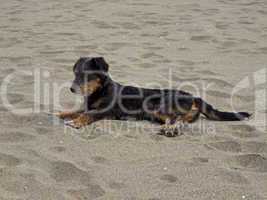 Junger Hund am Strand, San Priamo, Sardinien