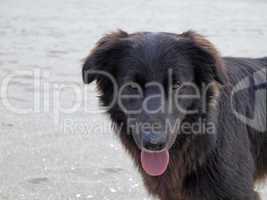 Hund am Strand von San Priamo, Sardinien