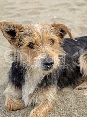 Junger Hund am Strand, San Priamo, Sardinien