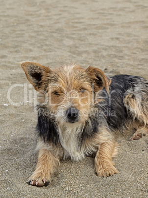 Junger Hund am Strand, San Priamo, Sardinien - Young dog on the beach, San Priamo, Sardinia