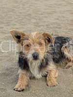 Junger Hund am Strand, San Priamo, Sardinien - Young dog on the beach, San Priamo, Sardinia