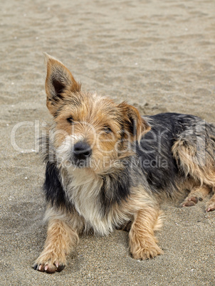 Junger Hund am Strand, San Priamo, Sardinien - Young dog on the beach, San Priamo, Sardinia