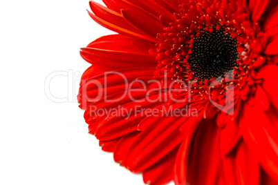 Red gerbera