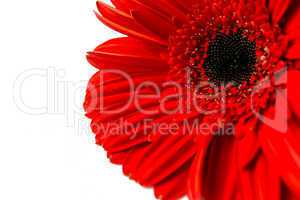 Red gerbera