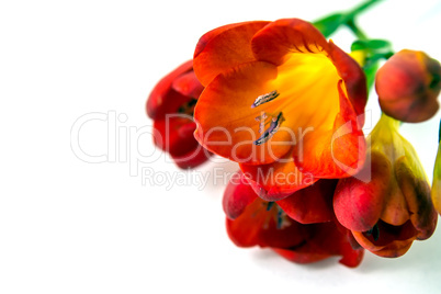 Red freesia