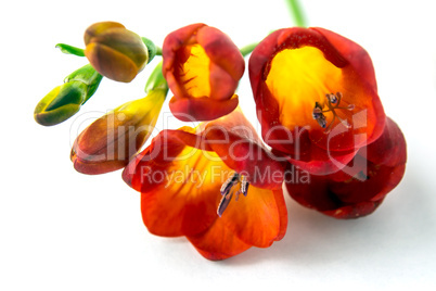 Red freesia