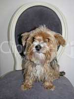 Yorkshire Terrier sitzt auf einem Stuhl