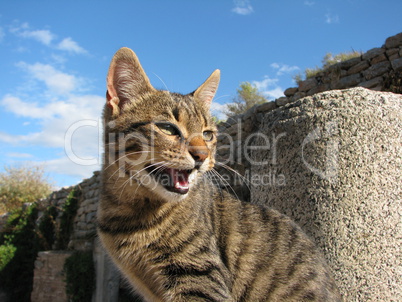 Fauchende Hauskatze (Felis silvestris catus) - Spitting domestic cat (housecat) on a wall