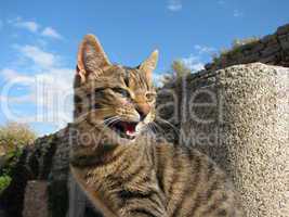 Fauchende Hauskatze (Felis silvestris catus) - Spitting domestic cat (housecat) on a wall