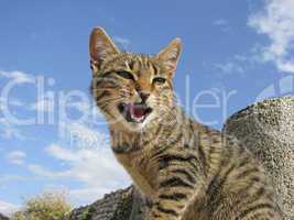 Fauchende Hauskatze (Felis silvestris catus)