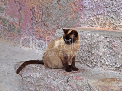 Katze auf einer Mauer in Sardinien - Cat on a wall, Sardinia, Italy, Europe