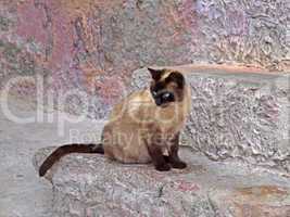 Katze auf einer Mauer in Sardinien - Cat on a wall, Sardinia, Italy, Europe