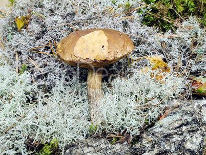 Mushroom in moss close up