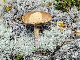 Mushroom in moss close up