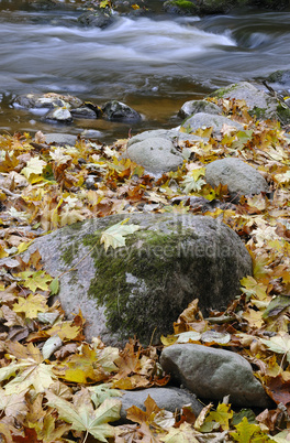 Wild river in autumn