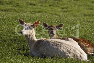 Reh, Capreolus capreolus, Europäisches Reh - European Roe Deer, Western Roe Deer