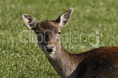 Reh, Capreolus capreolus, Europäisches Reh - European Roe Deer, Western Roe Deer