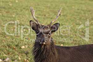 Reh, Capreolus capreolus, Europäisches Reh