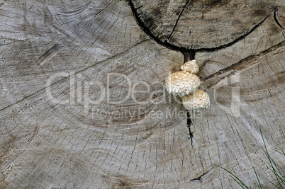 Mushrooms on a cut of a wood trunk