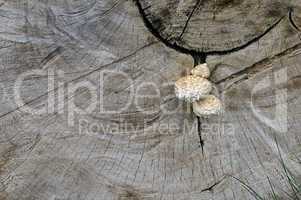 Mushrooms on a cut of a wood trunk