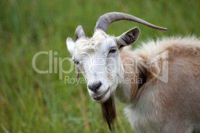 Portrait of goat