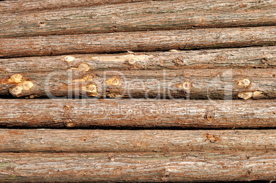 Pine log