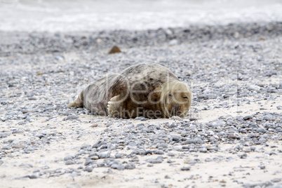 Kegelrobbe am Strand der Helgoländer Düne