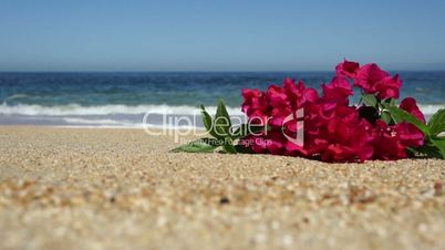 Tropical Beach Flowers