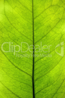 Green leaf closeup