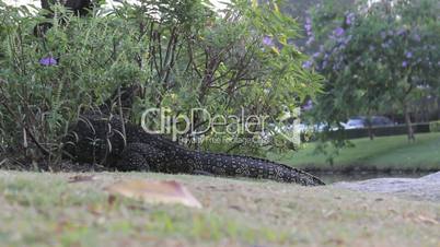 Monitor Lizard Emerges From A Bush