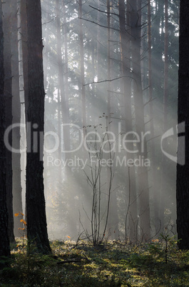 Autumn mist in forest