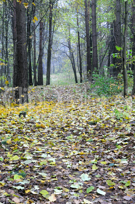 Autumn mist in forest