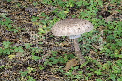 The parasol mushroom (Macrolepiota procera)