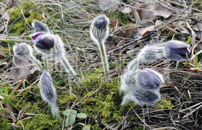 Pasque flower