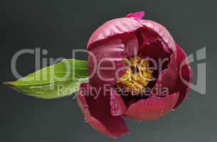 Peony flower on a dark background