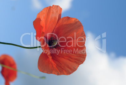 Poppy flower on a wind
