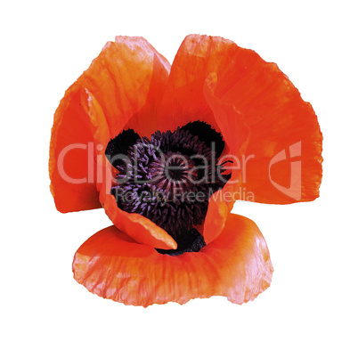 Flower of brightly red garden poppy