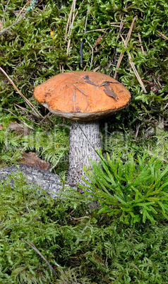 Mushroom in moss close up